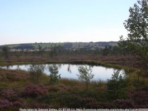 Schwarzes_Moor_Moorauge